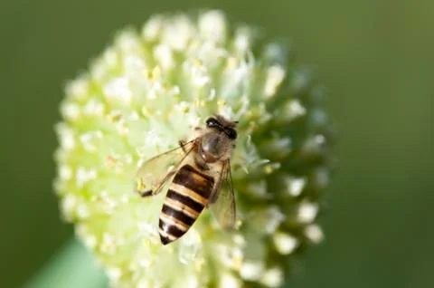 Bee is working Foto stock