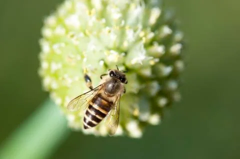 Bee is working Stock Photos