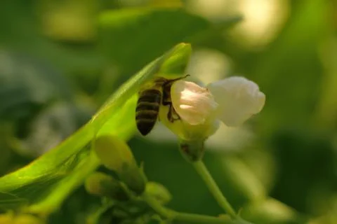 The bee is working Stock Photos