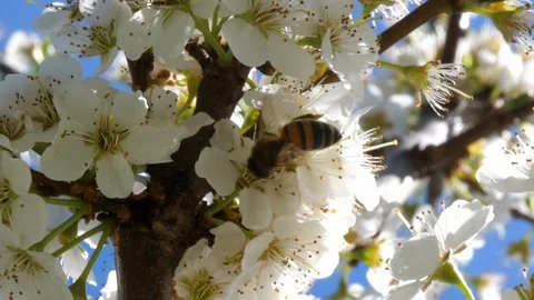 Bee working on plum tree, blue sky and sunny weather Stock-Footage 88269499