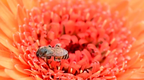 Bee is working on red  gerbera flower. Stock Footage 45851426