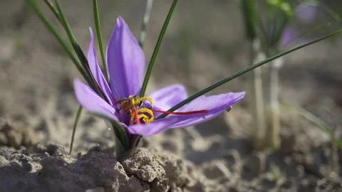 A bee working with a saffron crocus flower 스톡 동영상 234057670