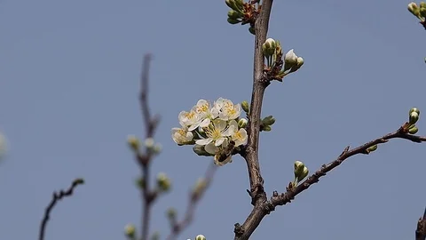 Bee working in spring Stock Footage 127526755