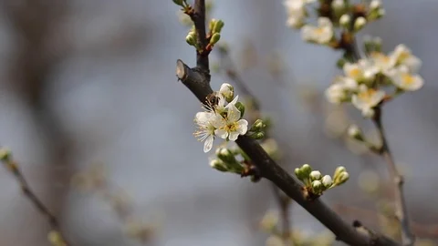 Bee working in spring Stock Footage 127526782
