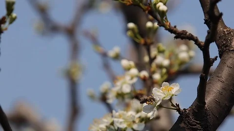 Bee working in spring Stock Footage 127526806