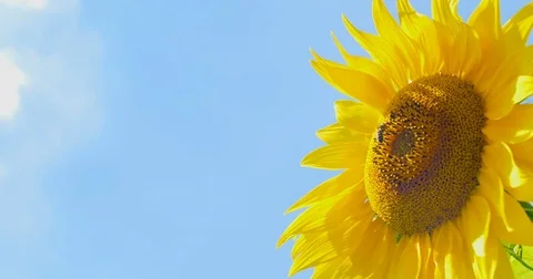 Bee working on Sunflower blue sky and sunny weather Stock Footage 78345448