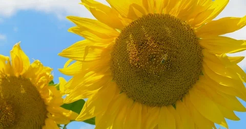 Bee working on Sunflower blue sky and sunny weather Stock Footage 78346828