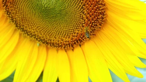Bee working on Sunflower blue sky and sunny weather. 4k. Stock Footage 79387058