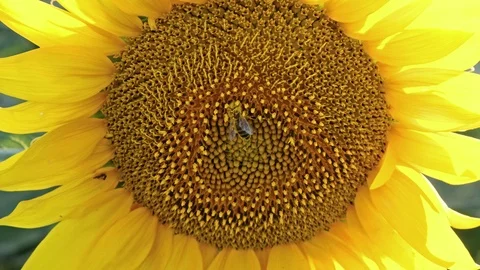 Bee Working On a Sunflower Close-Up. Sunny Summer Day. Stock Footage 113752748