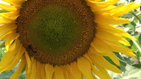 A bee working on a sunflower 스톡 동영상 30755109