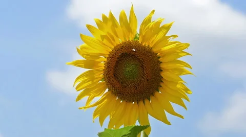Bee working on Sunflower Vidéo 67904356