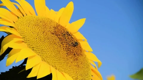 Bee Working On Sunflower Stock Footage 80477719