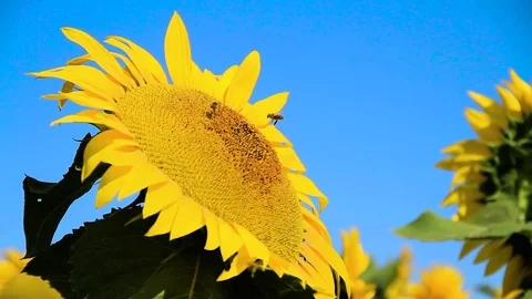 Bee Working On Sunflower Stock Footage 80477737