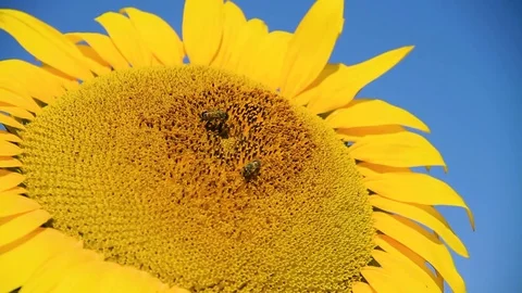 Bee Working On Sunflower Stock Footage 80477746