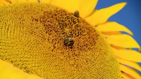 Bee Working On Sunflower Stock Footage 80477750