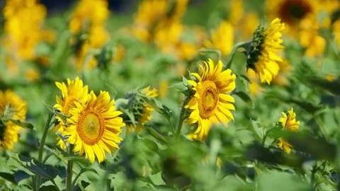 Bee working on Sunflower in slow motion, blue sky and sunny weather Video stock 75972686