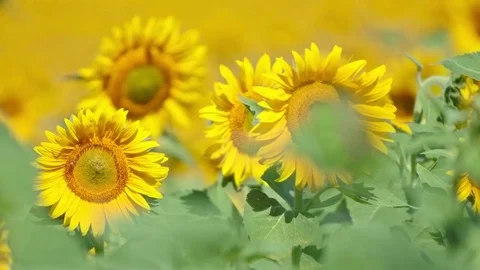 Bee working on Sunflower in slow motion, blue sky and sunny weather Video stock 75973131