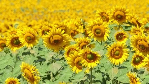 Bee working on Sunflower in slow motion, blue sky and sunny weather Video stock 75973739