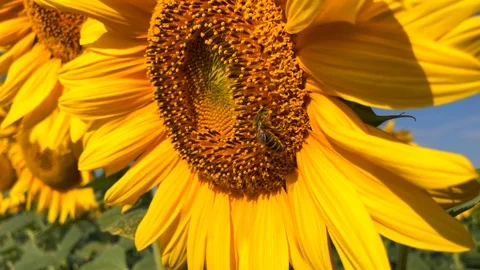 Bee working on Sunflower in slow motion Stock Footage 98369370