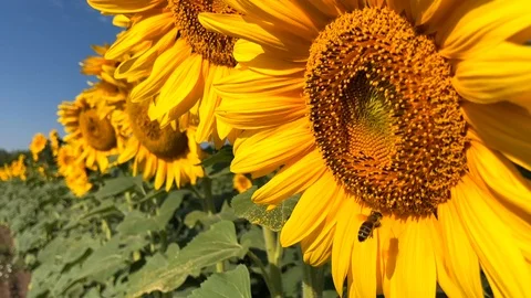 Bee working on Sunflower in slow motion Stock Footage 98369509