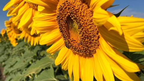 Bee working on Sunflower in slow motion Stock Footage 98369770