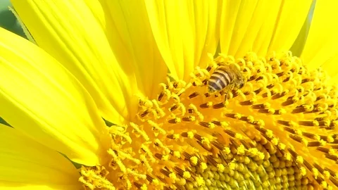 Bee working on sunflower in summer day. Stock-Footage 83348516