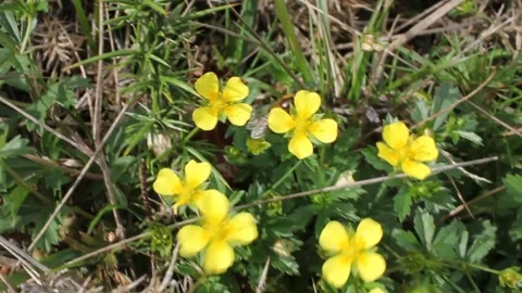 Bee working in a windy day Stock Footage 260226318