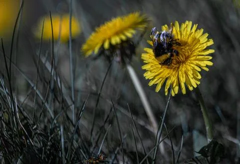 Bee working on Yellow Daisy Stock Photos