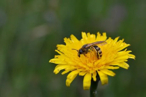 Bee working on yellow dandelion. Stock Photos