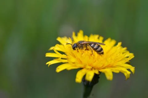 Bee working on yellow dandelion. Stock-Fotos
