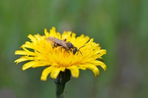 Bee working on yellow dandelion. Stock Photos