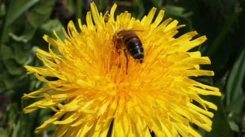 Bee working on yellow dandelion in a spring time Stockbeeldmateriaal 40728247