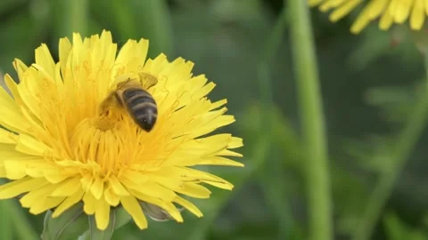 Bee working at yellow flower- dandelion. close up footage. cloudy  spring season Stock Footage 244922849
