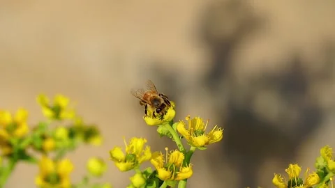 Bee working on the yellow flower of a Ruda plant. FHD 60fps Stock Footage 288393660