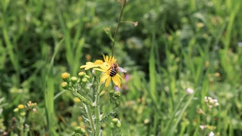Bee Working on Yellow Flower in Spring Field Macro Footage Stock Footage 308386084
