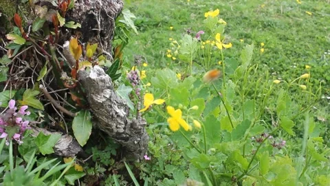 Bee working in yellow flowers Video stock 241440965