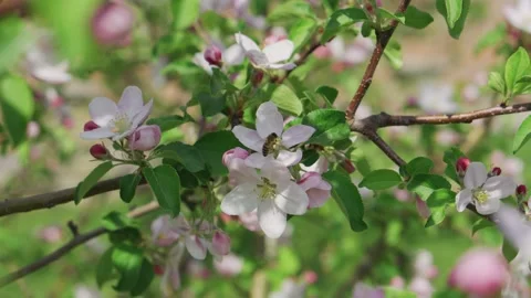 A bee works on a flower in a spring blooming garden in sunny weather 스톡 동영상 192485493