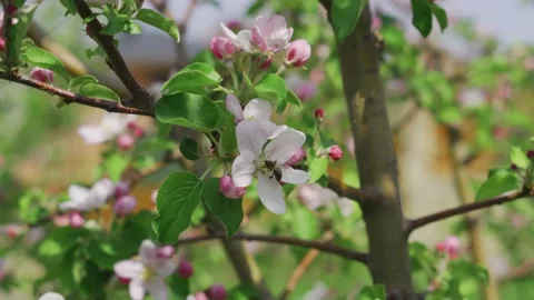 A bee works on a flower in a spring blooming garden in sunny weather Stock Footage 192485619