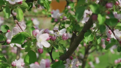 A bee works on a flower in a spring blooming garden in sunny weather Stock Footage 195535848
