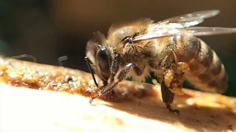 Bee works on propolis collection Stock Footage 157864954