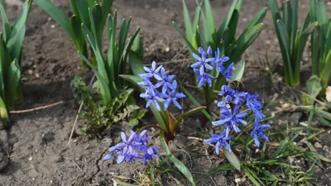 Bee works with spring flowers , violets growing in soil, floristic video Stock Footage 173665920