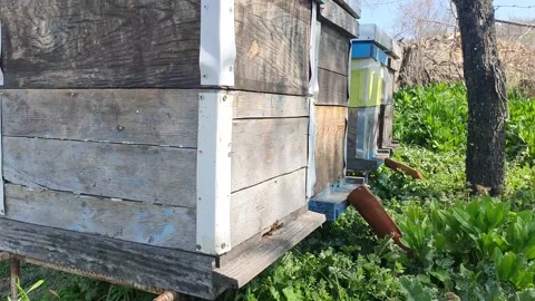 Bee world Stock Footage 172352051