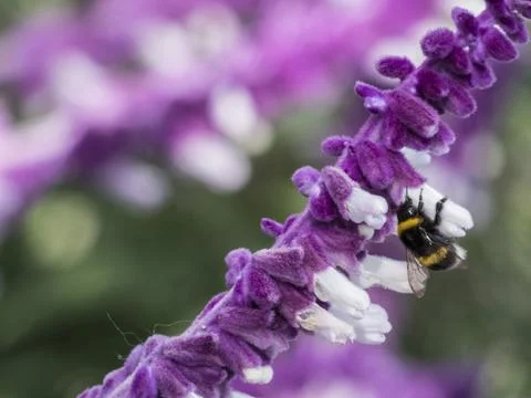 Bee x Stock Photos