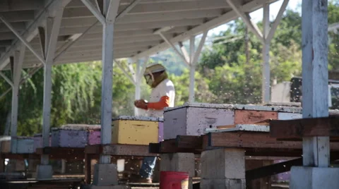 Bee yard buzzing beekeepers Stock Footage 66238710