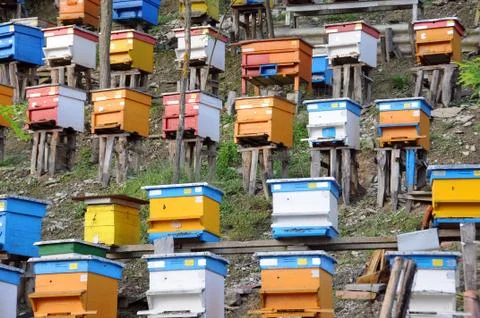Bee Yard on the Hill Stock Photos