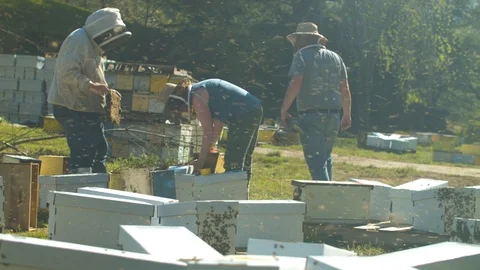 Bee Yard Time-lapse Stock Footage 91101520