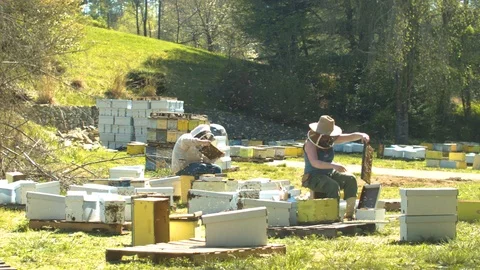 Bee Yard Time-Lapse Stock Footage 91101590