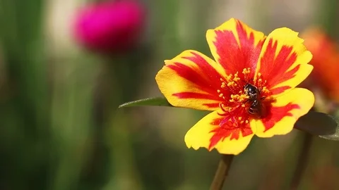 Bee in yellow and red flower Stock Footage 113201080