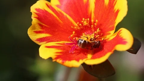 Bee in yellow and red flower Stock Footage 113201100