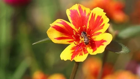 Bee in yellow and red flower Stock Footage 113201101